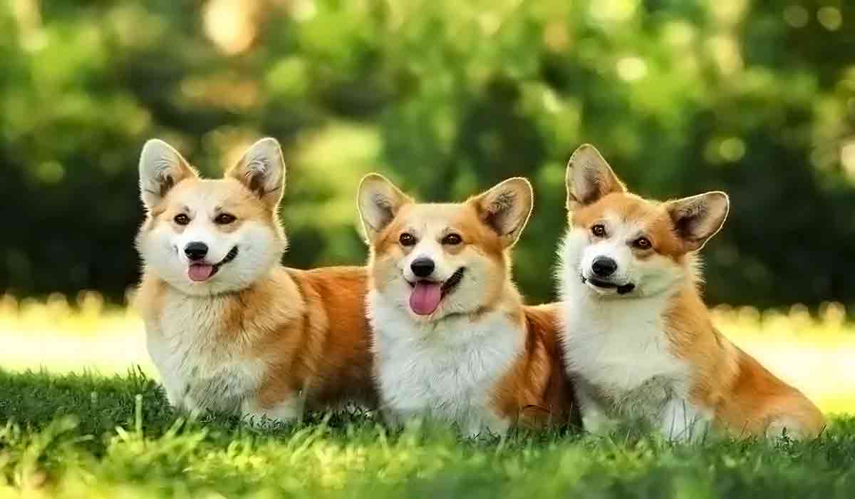 不限时间的手机号自动轰炸